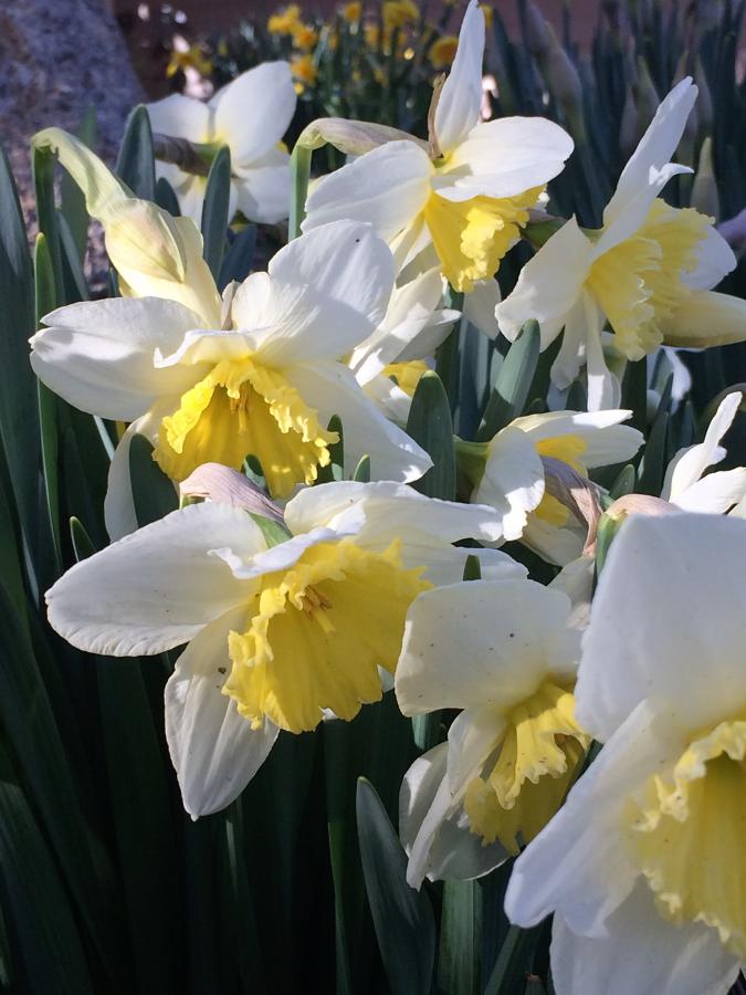 spring flowers