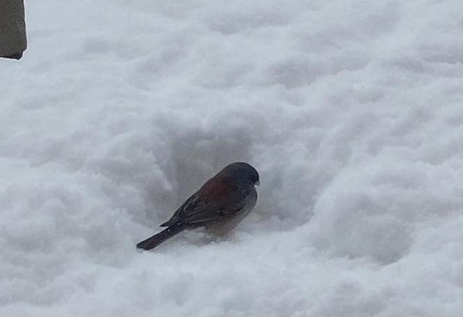 Dark-eyed Junco (gray-headed)