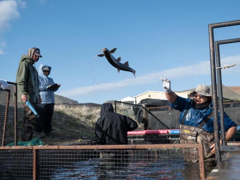 Brandon Brady, right, a Pyramid Lake Paiute Tribe member, sorts fish at the Pyramid Lake hatchery. Photos by Dave Calbert