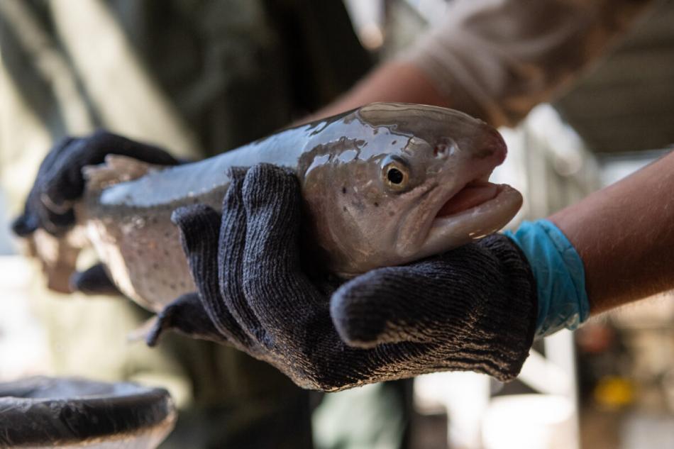 A Pilot Peak strain Lahontan Cutthroat Trout at the Lahontan National Fish Hatchery in Gardnerville.