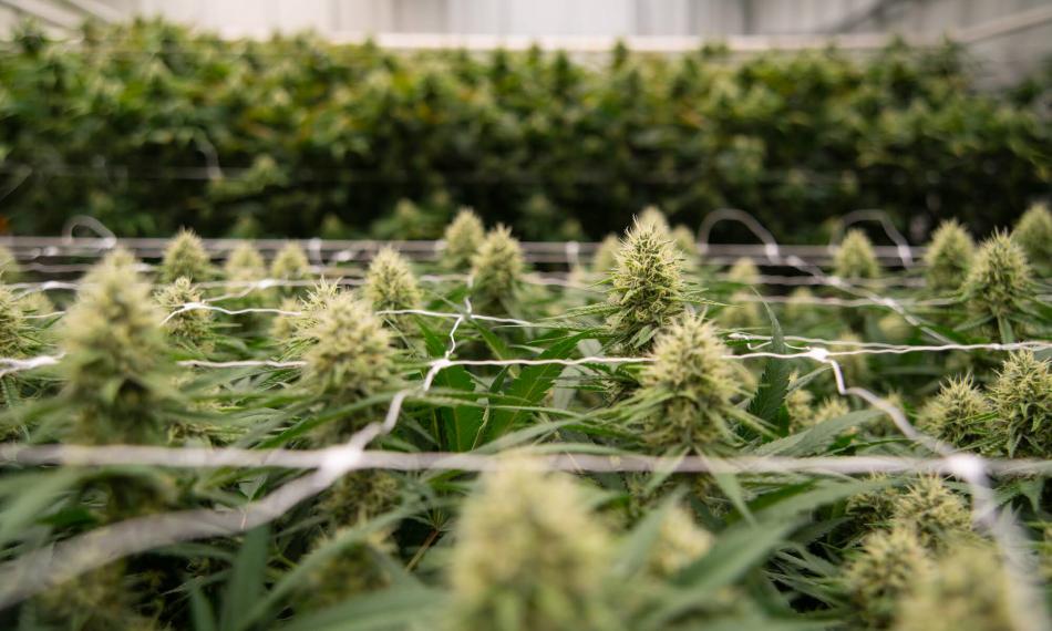 Mature cannabis plants as seen in a Pahrump grow room in 2022. (Daniel Clark/The Nevada Independent) 