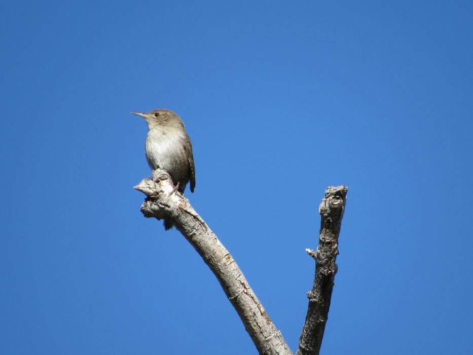 House Wren birds are usually found along Carson River.