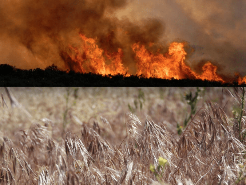 Wildfire file photo. Cheatgrass photo by Spencer Eusden