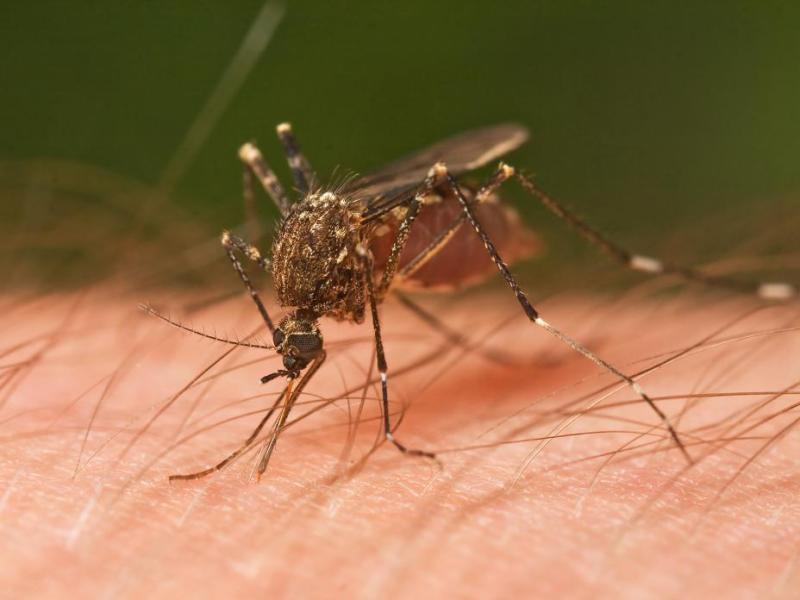 Carson City mosquito abatement treatments continue Wednesday morning