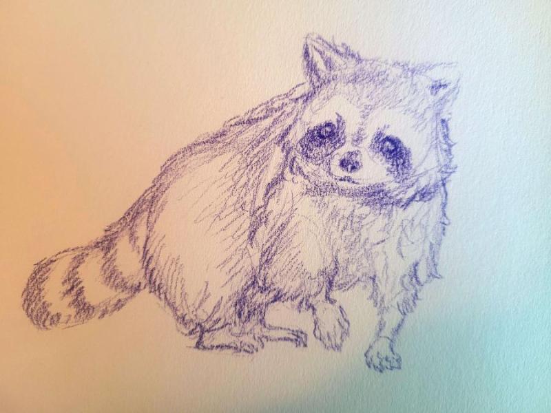 Sketch of a raccoon with purple colored pencil on paper.