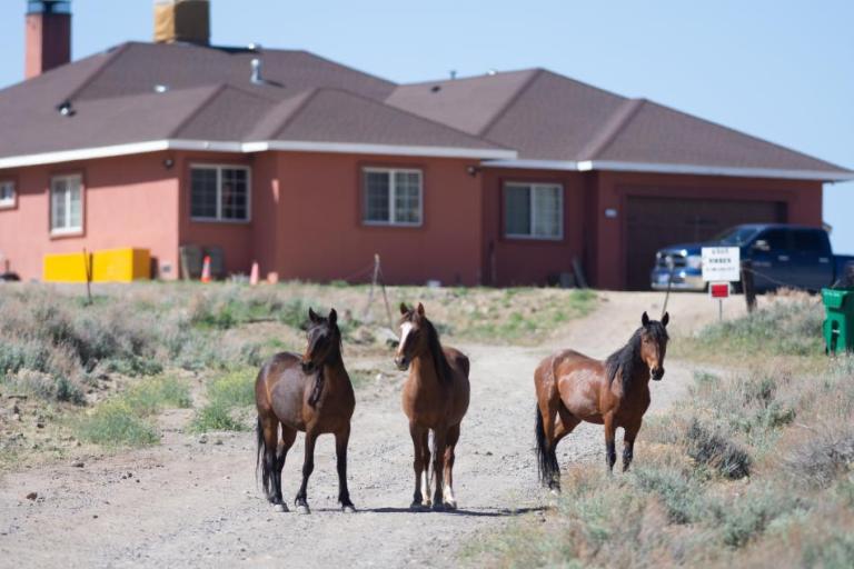 Virginia Range horses near Hidden Valley in Reno on April 29, 2024. (David Calvert/The Nevada Independent)