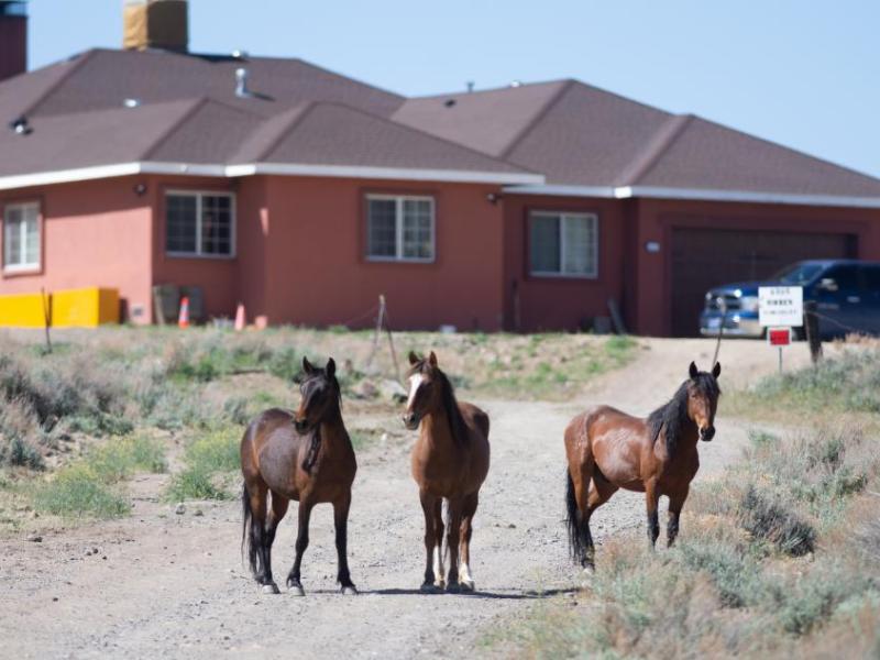 Virginia Range horses near Hidden Valley in Reno on April 29, 2024. (David Calvert/The Nevada Independent)