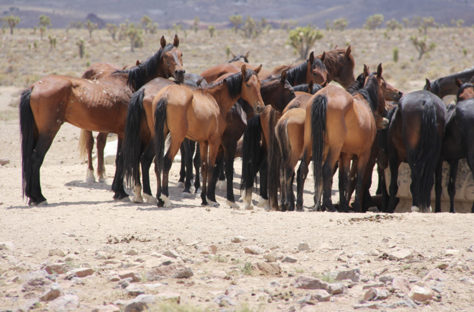 Photo of a wild horse herd courtesy of BLM