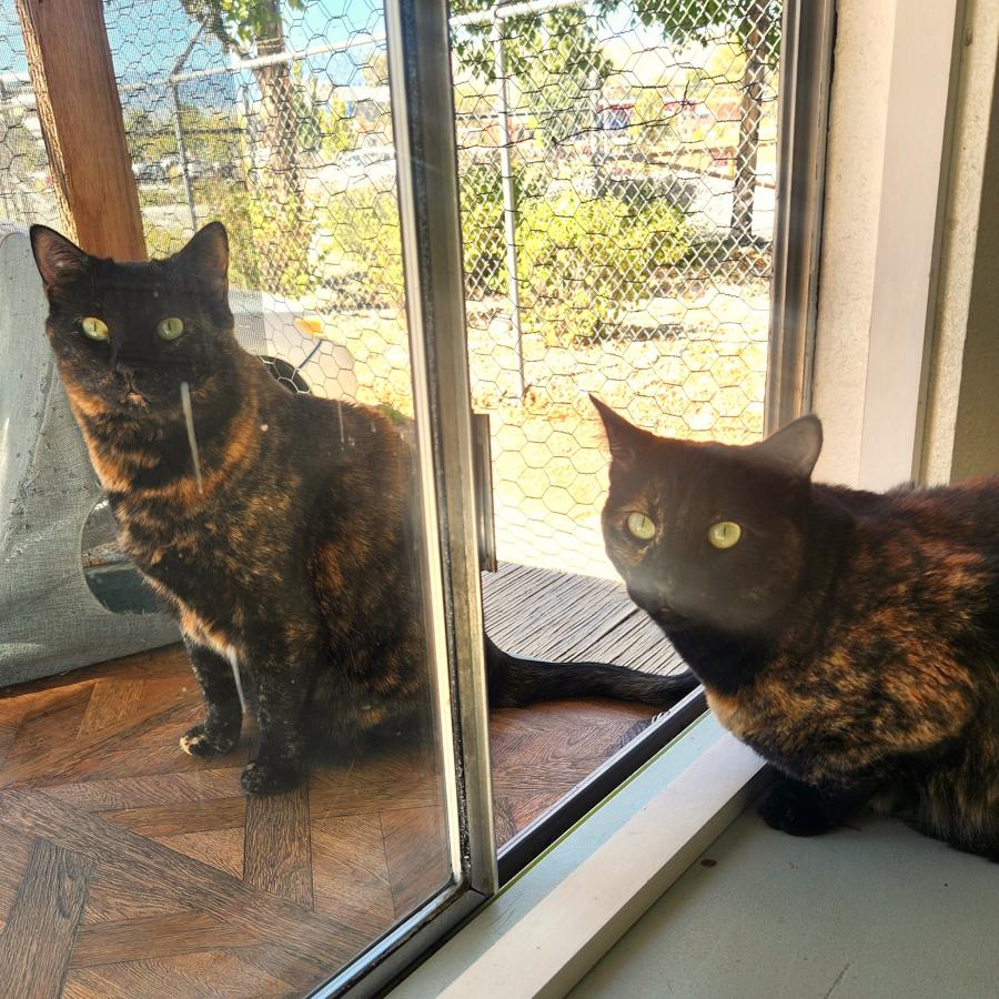 Abby and Diva