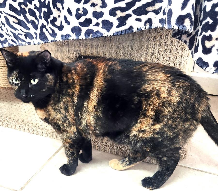 Diva