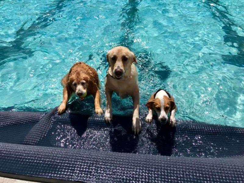 Pooch Plunge is back! Dogs get their day in the pool Saturday at CASI’s annual fundraiser