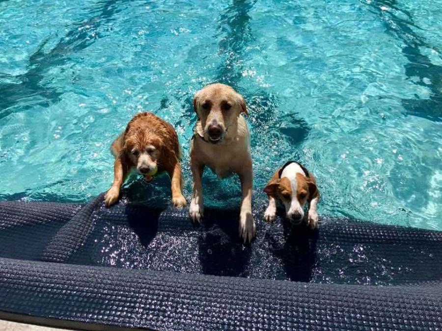 It's a pool party!