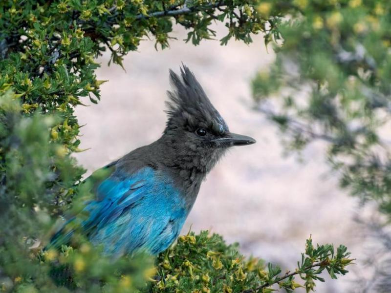 First place, Stellar Jay by Trent Pitsenbarger