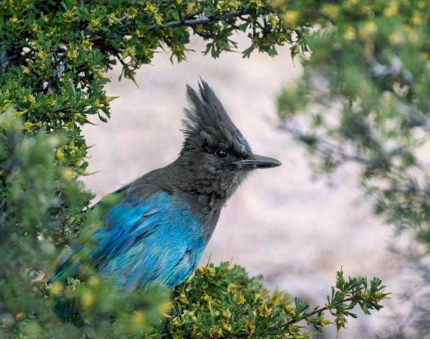First place, Stellar Jay by Trent Pitsenbarger