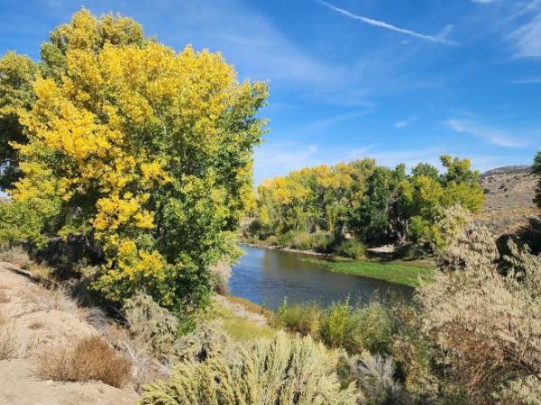 Northern Nevada backyards: Warm autumn, leaves changing color and more