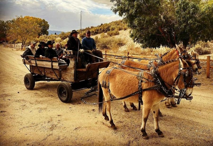 Friends of Silver Saddle Ranch Mule Ride
