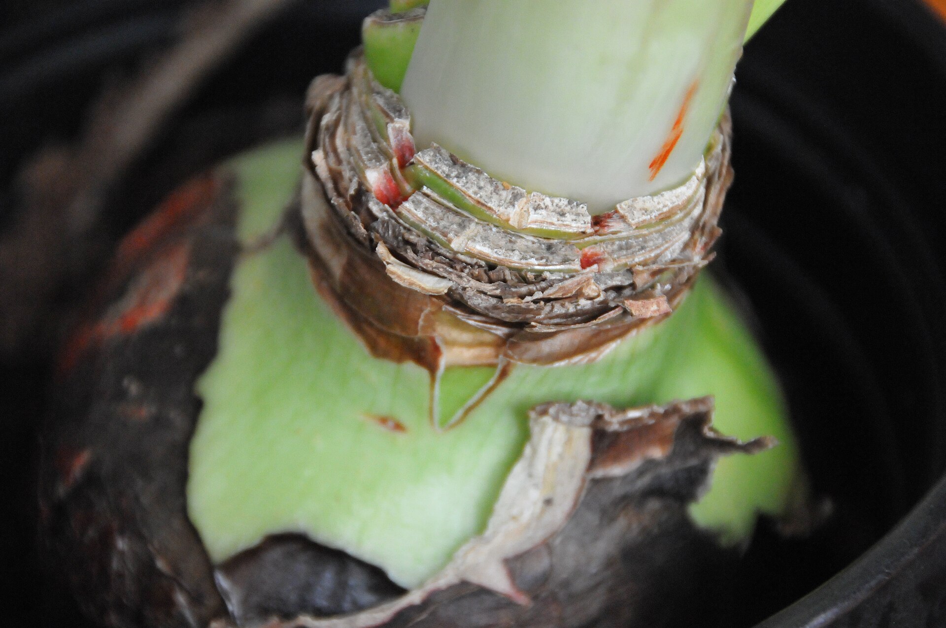 Carson City Master Gardeners to highlight 'bulbs' Wednesday - Carson Now