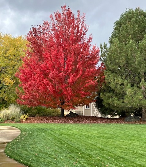 Red Gardens: Northern Nevada Landscaping Ideas - News Usa Today