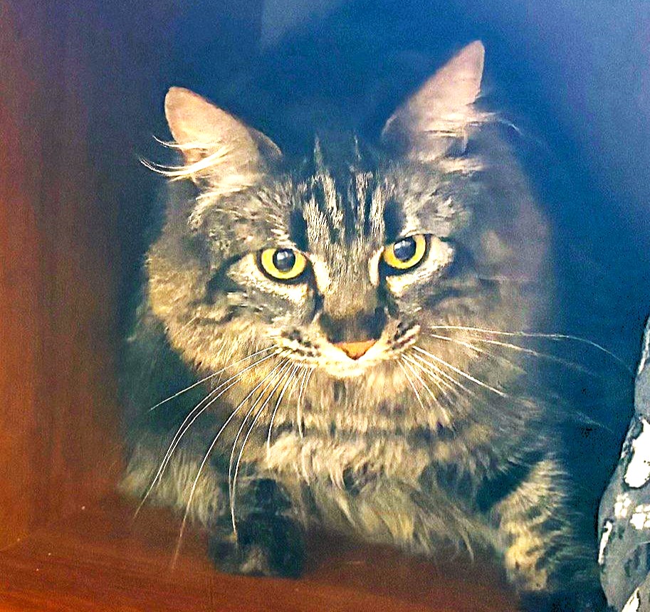 Carson City’s Catmandu introduces their Cat of the Week: Paisley — A Plush, Talkative Princess