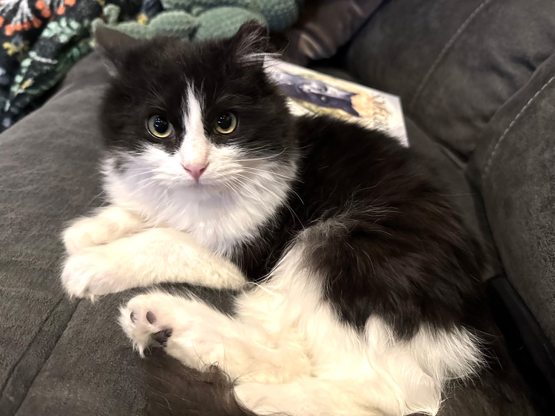 Carson City’s Catmandu’s Cat (or in this case, kitten!) of the Week: Dasher