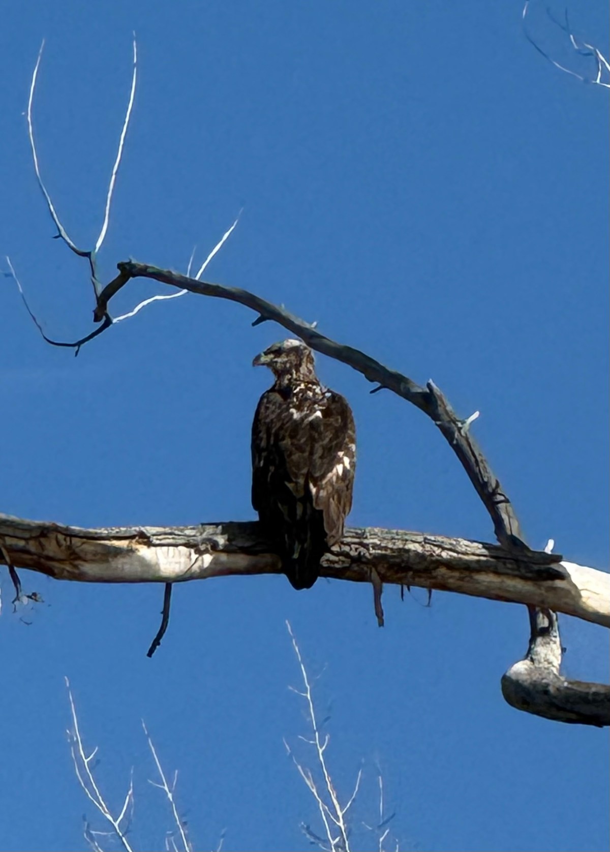 Reader Photo: Young Bald Eagle spotted near Carson River