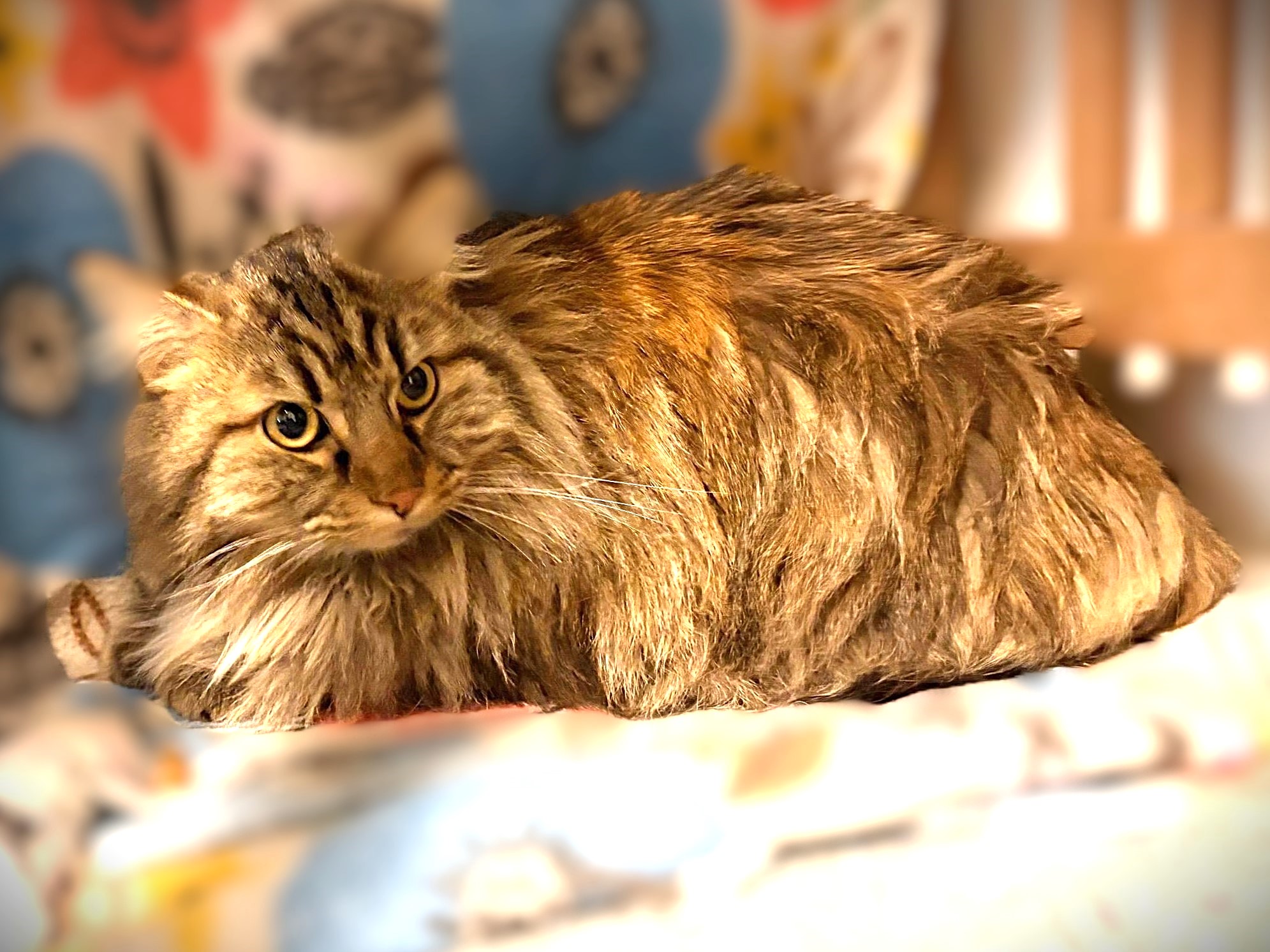 Carson City’s Cattmandu introduces their Cats of the Week: Kookie and Koko