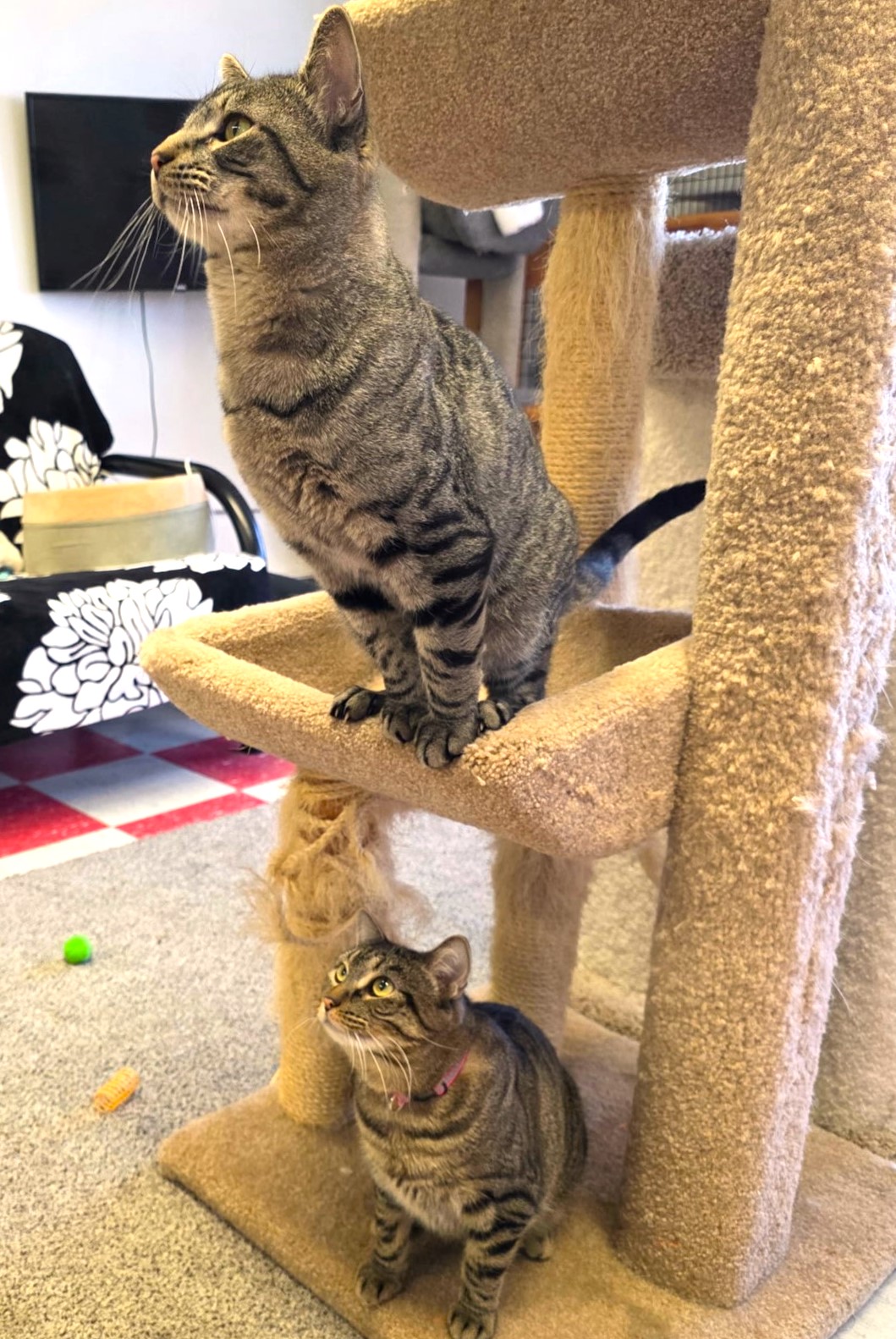 Carson City’s Catmandu introduces their Cats of the Week: Boxer and Tiger