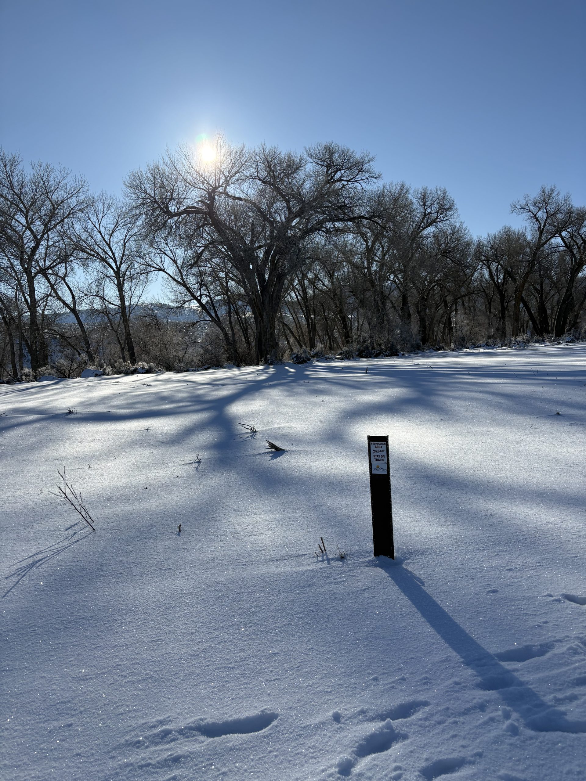 Reader Photo: Carson City’s Riverview Park seedlings under snow