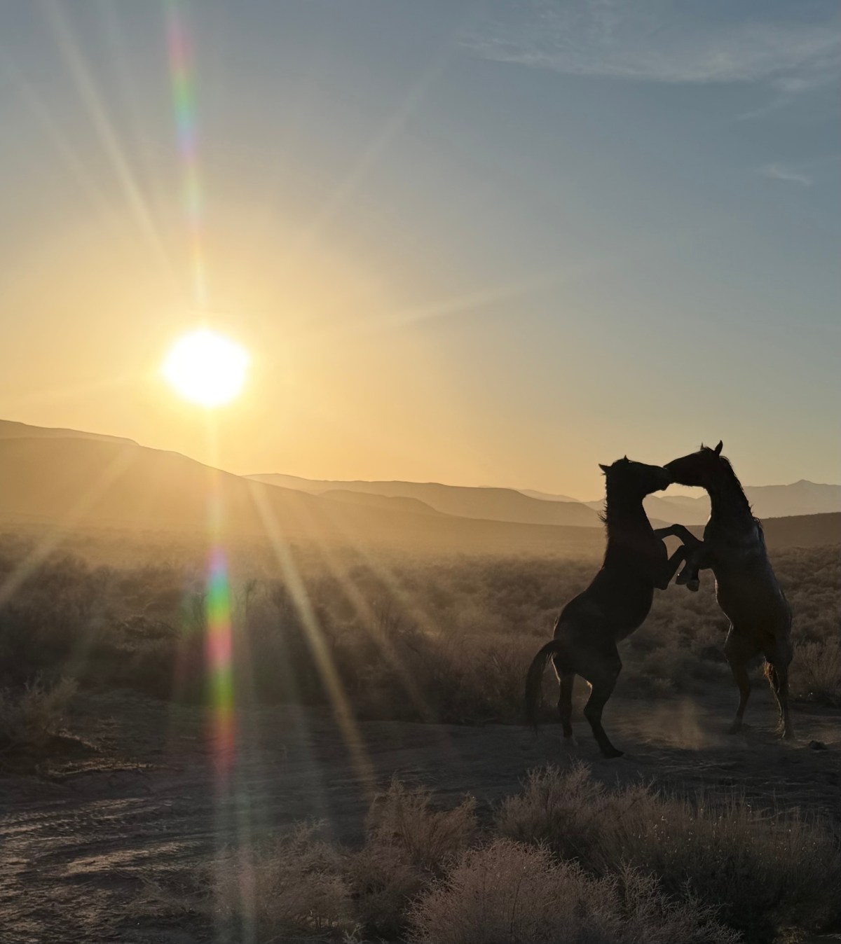 Reader photo: Freedom in the Dust