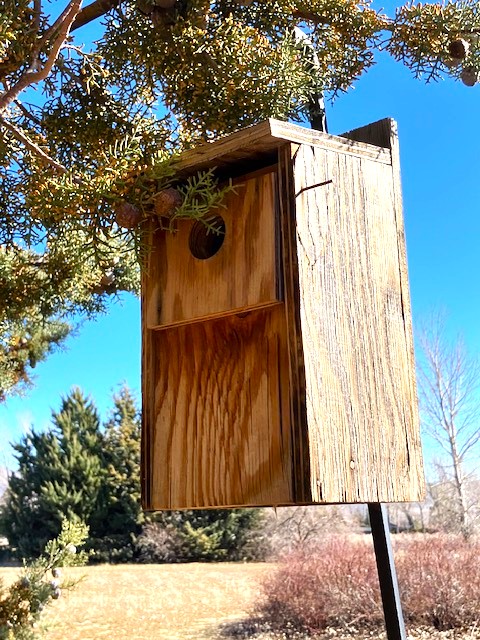 Northern Nevada backyards and gardens: Check your bluebird boxes ASAP