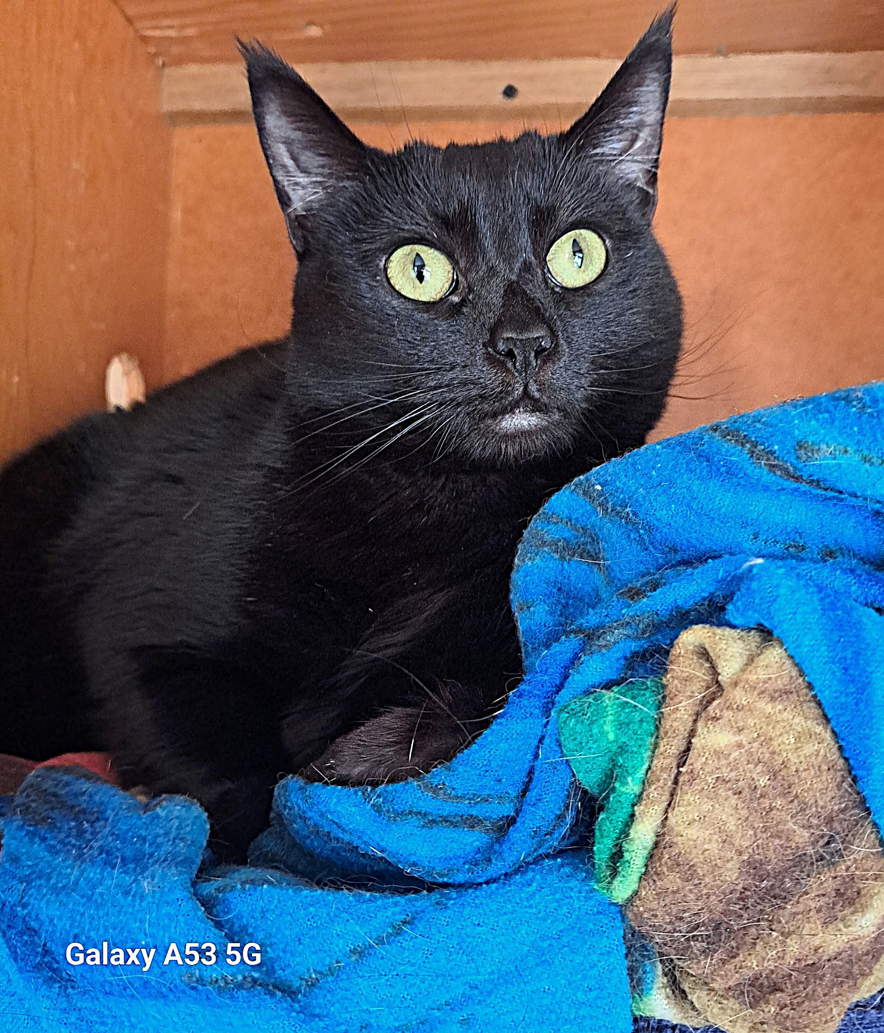 Carson City’s Catmandu introduces their Cat of the Week: Miss Mabel