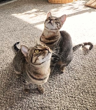 Carson City’s Catmandu introduces Cats of the Week: Thelma and Louise