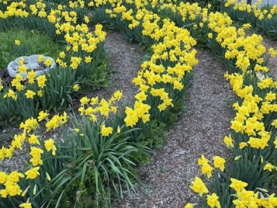 Northern Nevada backyards and gardens: A Year in Review