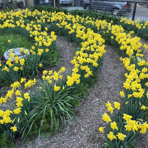 Northern Nevada spring gardening: Bring on the daffs and peas