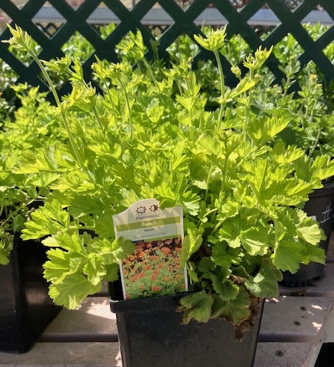 Northern Nevada gardens and backyards: Spring planting variety