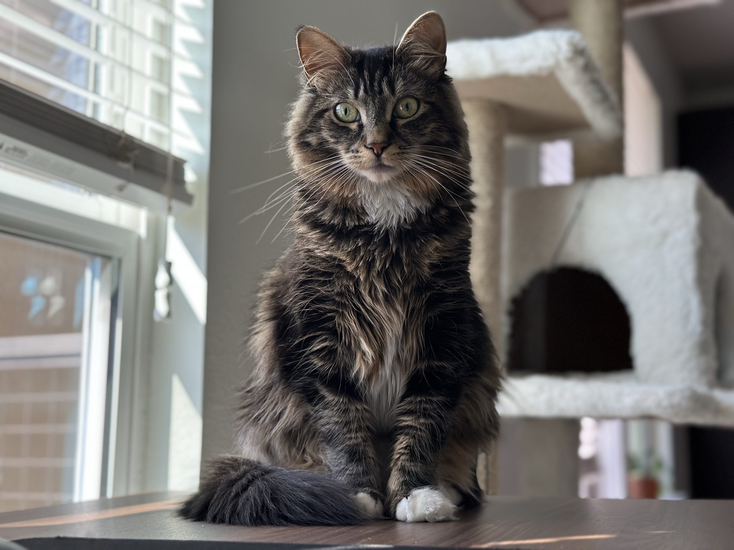 Catmandu’s Cat of the Week ‘Hiro’ traveled 1,400 miles to return to Carson City — and found his forever home along the way