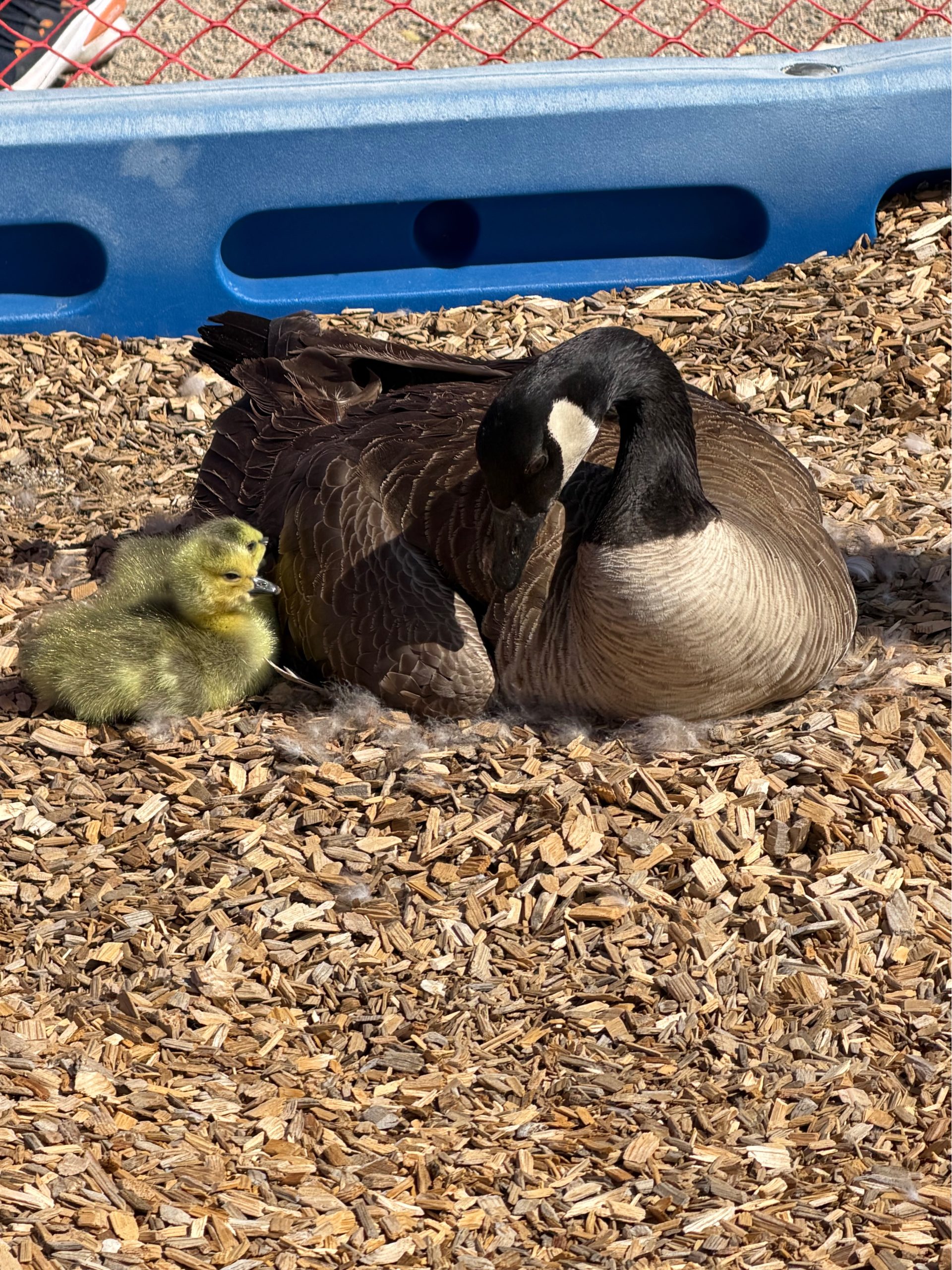 Video: Undeterred Mother Goose successfully hatches second clutch of eggs after nest destroyed at Carson City School