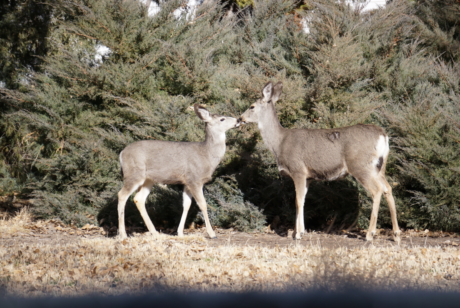 It’s Friday! Events happening today and this weekend in Carson City