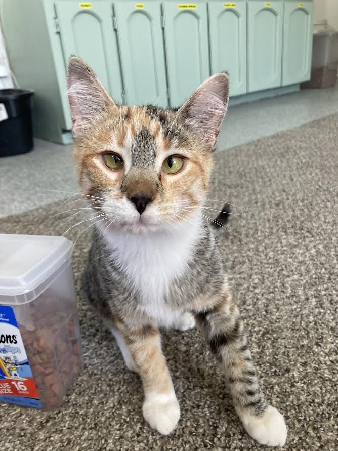Carson City’s Catmandu introduces Pippi as Cat of the Week