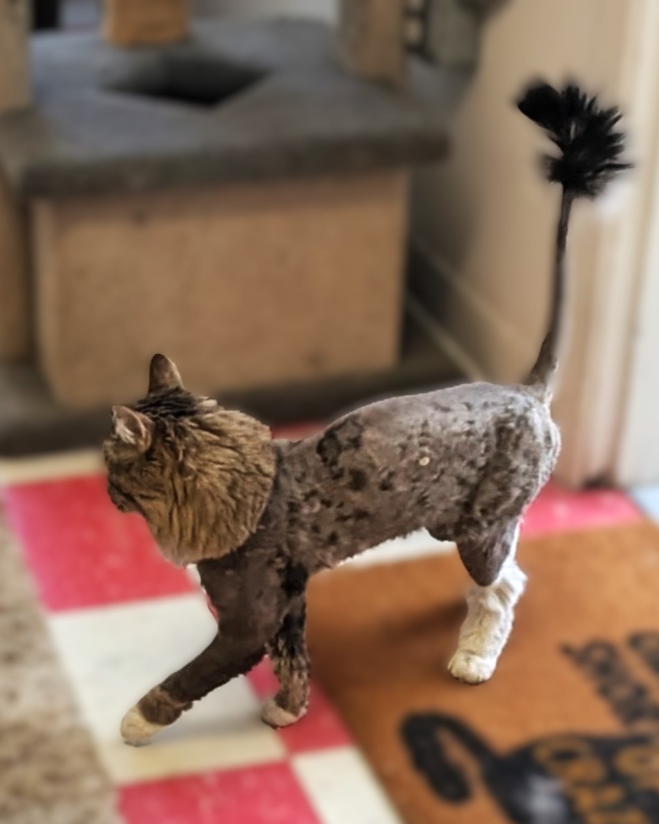 Carson City’s Catmandu introduces their Cat of the Week: Freddie- A Lion Hearted Gentlemen