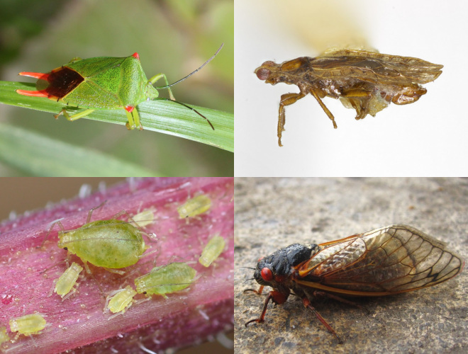 Northern Nevada gardens and backyards: Controlling insects with systemic insecticides