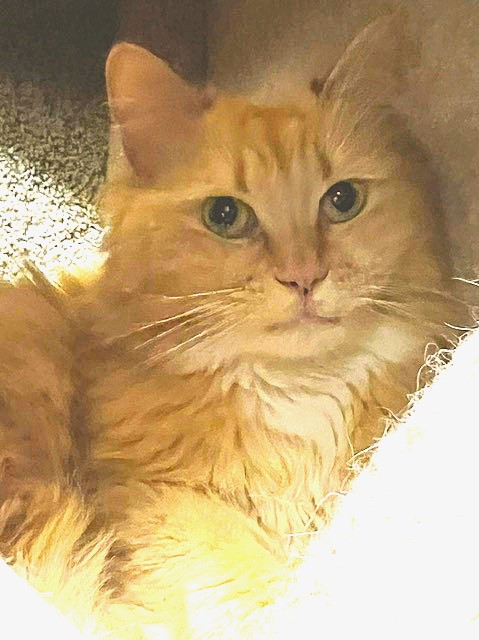 Carson City’s Catmandu introduces their Cat of the Week: Mimi