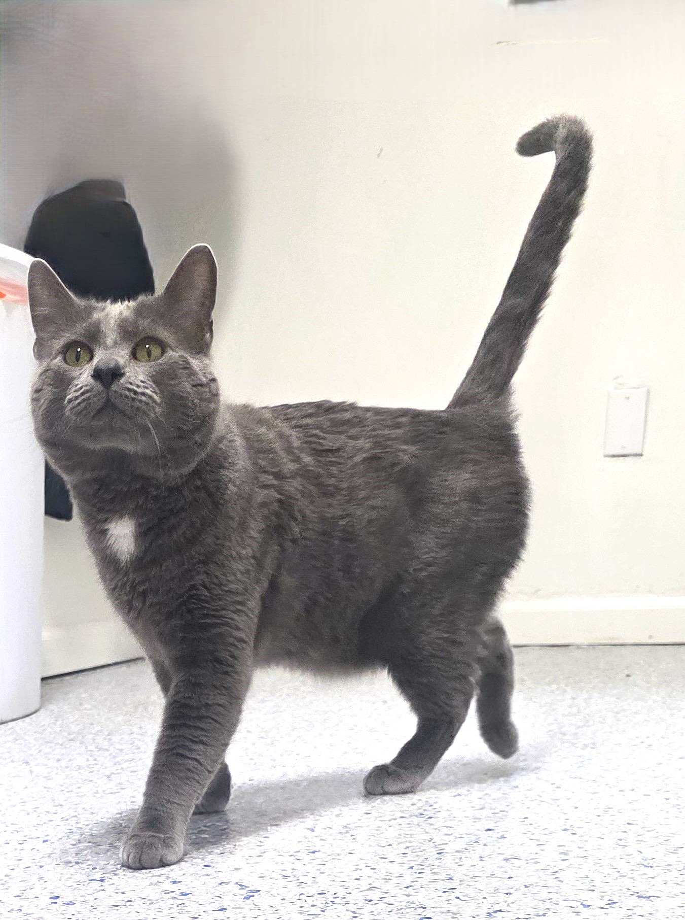 Meet Handsome Teddy: Catmandu's Cat of the Week - Carson Now