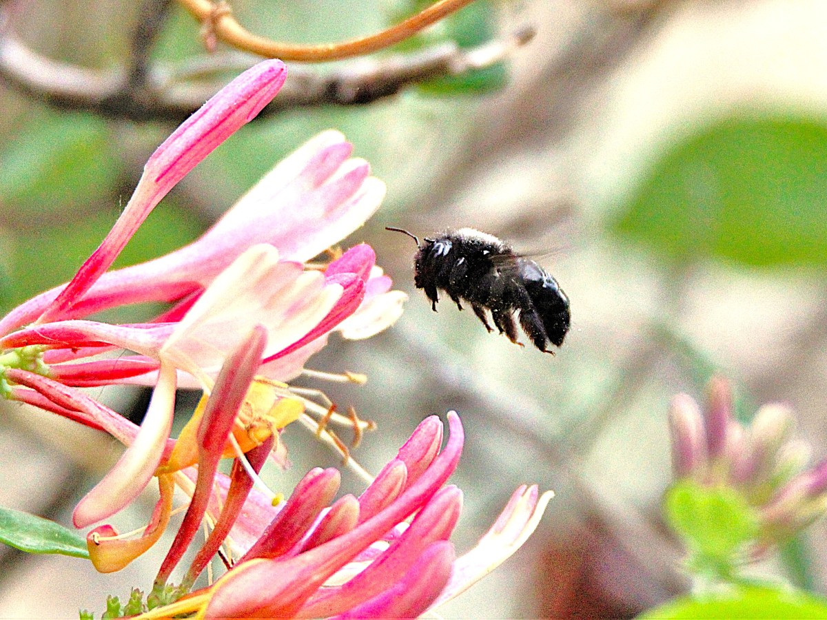 Carson City’s Bee City No. 76 to host wildflower planting workday in celebration of National Public Lands Day