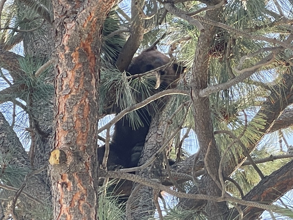 Bear in tree startles Carson City apartment resident, NDOW and sheriff’s deputies respond