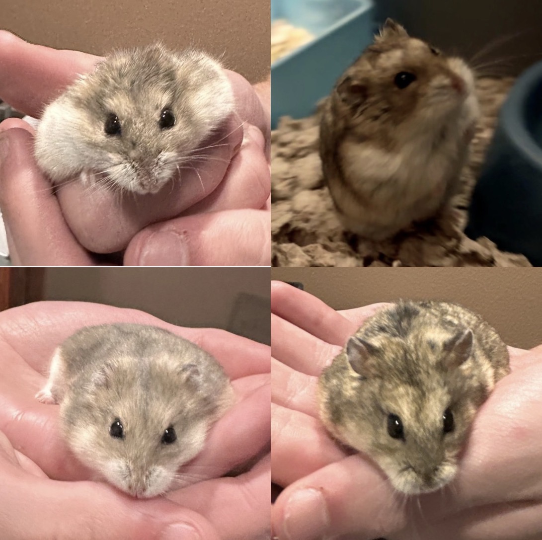Nevada Humane Society Carson City’s Pet(s) of the week: Kevina, Bob, Lucy and Gwen