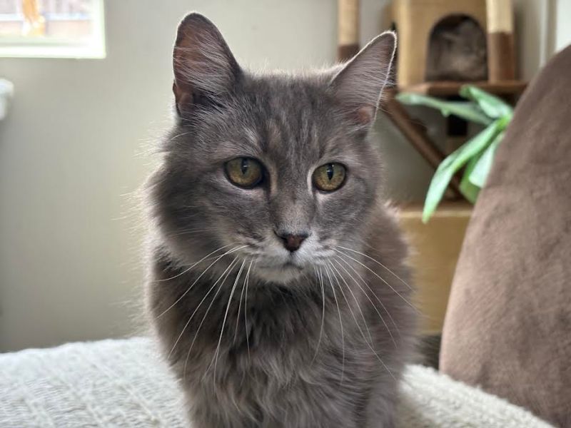 Cat of the Week: Duchess, a Sweet Old Soul Looking for a Fospice Home