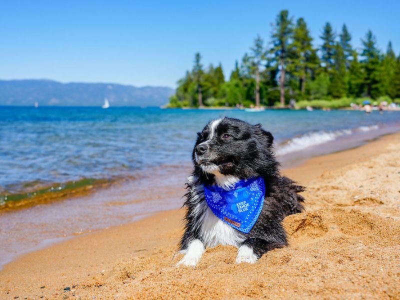 People and Pups invited to South Tahoe trail cleanup Wednesday