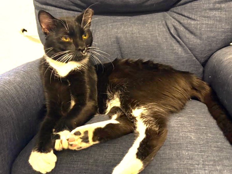 Carson City Catmandu introduces their Cat of the Week: Milo, the sweet survivor
