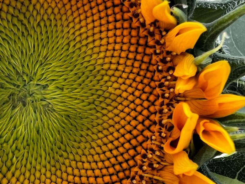Carson City photogs explore ‘patterns in nature’ for September photo competition